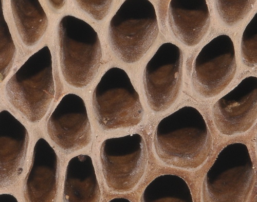 Quizzzzzzzzzzzzzz  serio - Alveare o fungo?